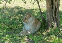 African Lions Fund one step closer to fruition