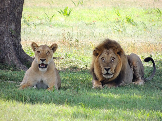 A lioness and lion in Africa