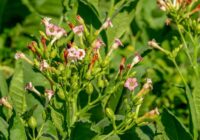 Big profits from one of the most popular vices known to man