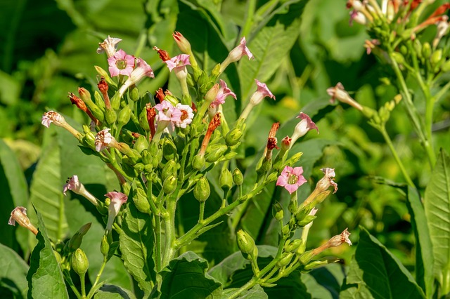 Tobacco plants
