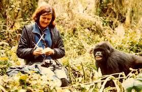 Famous naturalist, Dian Fossey, and a mountain gorilla in Rwanda