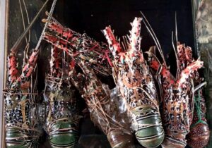 Lobsters in Jimbaran Beach Bali