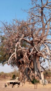 The oldest Baobab tree in Mikumi National Park