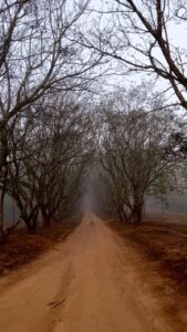 Jacaranda tree drive at Fox family farm