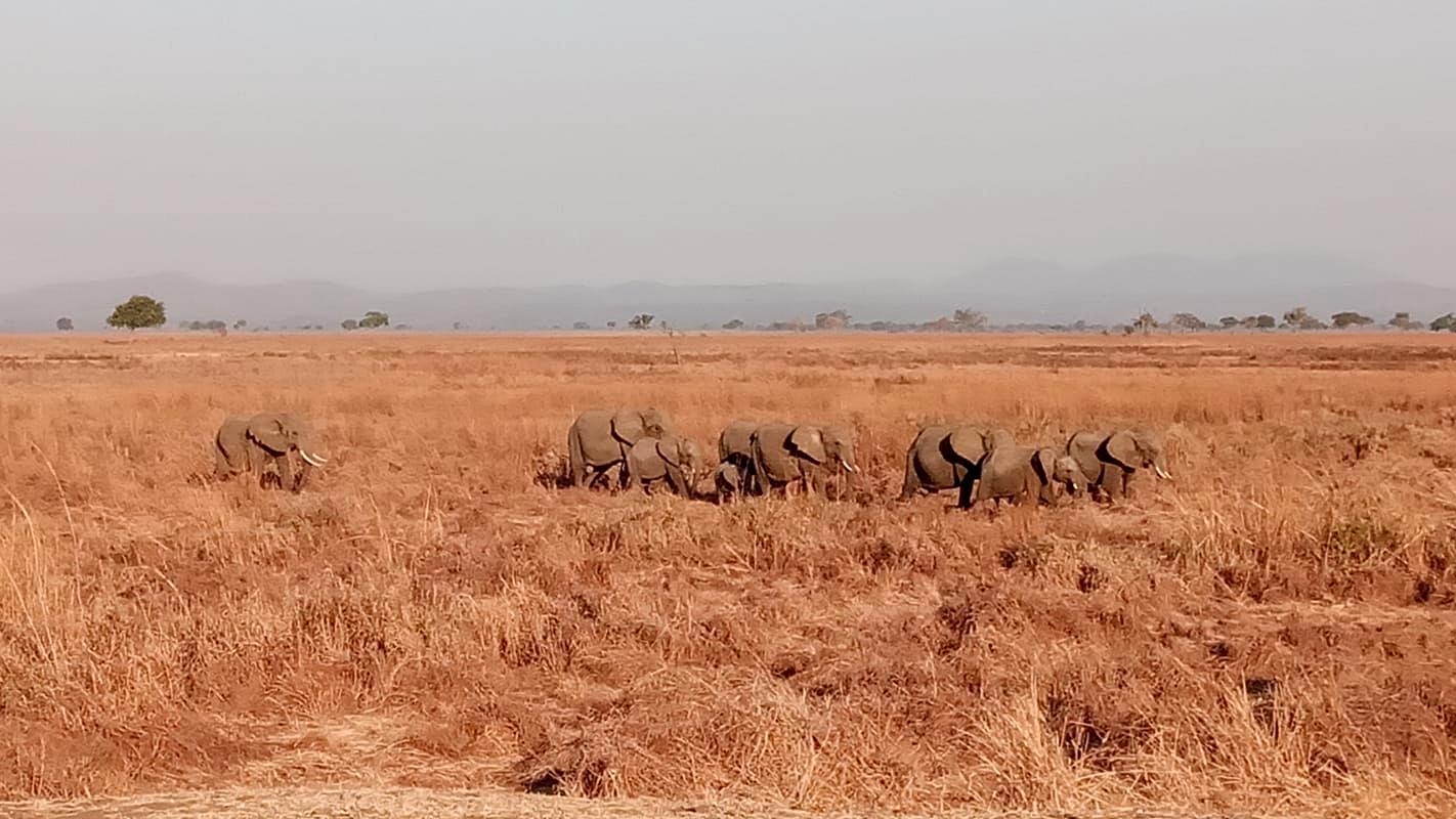 Elephant herd