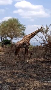 Twiga at the Mikumi National Park