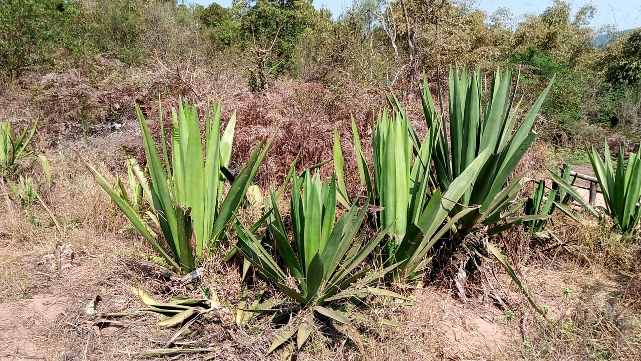 Sisal plant