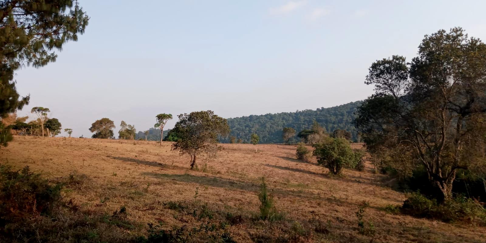 Trees in African savannah