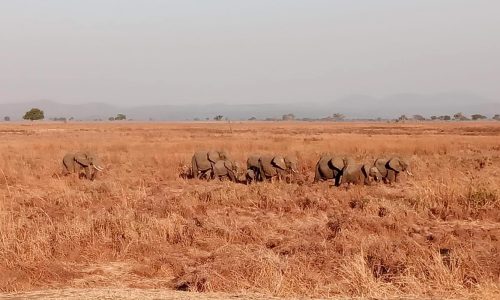 Elephant herd